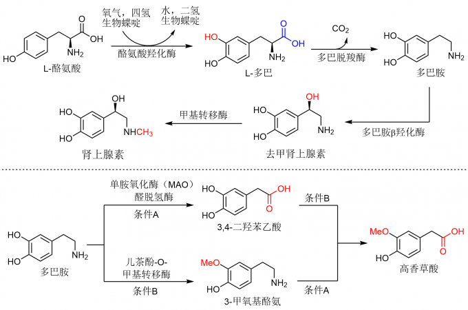 传递快乐的分子—多巴胺-前衍化学网